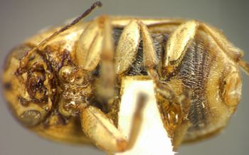 Media type: image;   Entomology 5046 Aspect: habitus ventral view